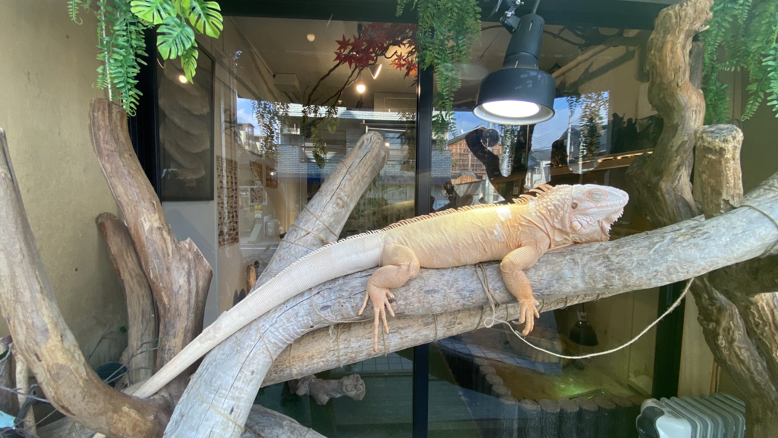 爬虫類カフェ“Funny Creatures Forest 嵐山店”車折神社から徒歩3分！触れ合えるカフェ♪
