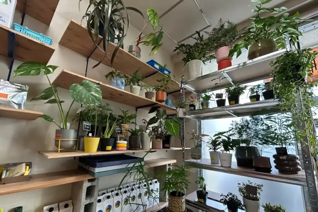 YAMA COFFEE　植物