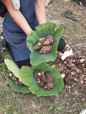 尼崎市110周年 尼いも1