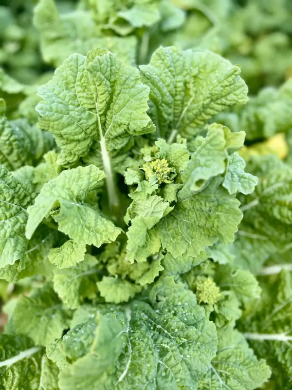 【旬】京のブランド産品**花菜**ひと足早い春の味覚〜長岡京市〜