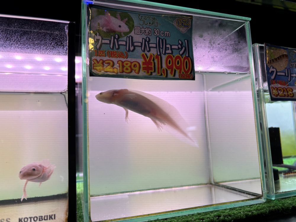 ひごペットフレンドリーみのおキューズモール