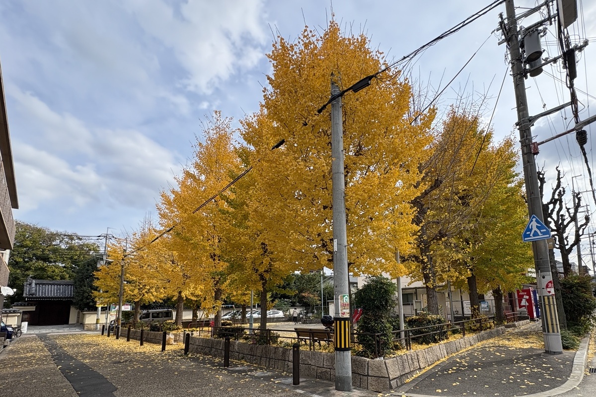 東淀川区東中島にある「日之出東公園」の紅葉がきれい！
