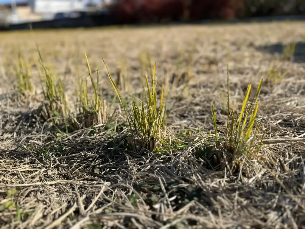 一里塚幼稚園 稲刈り後