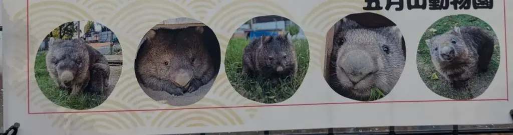 五月山動物園ウォンバット