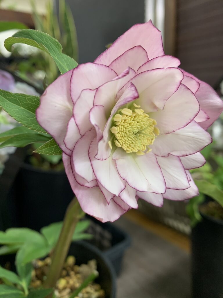 1月17日から2月11日まで山本の「陽春園」でクリスマスローズフェア開催