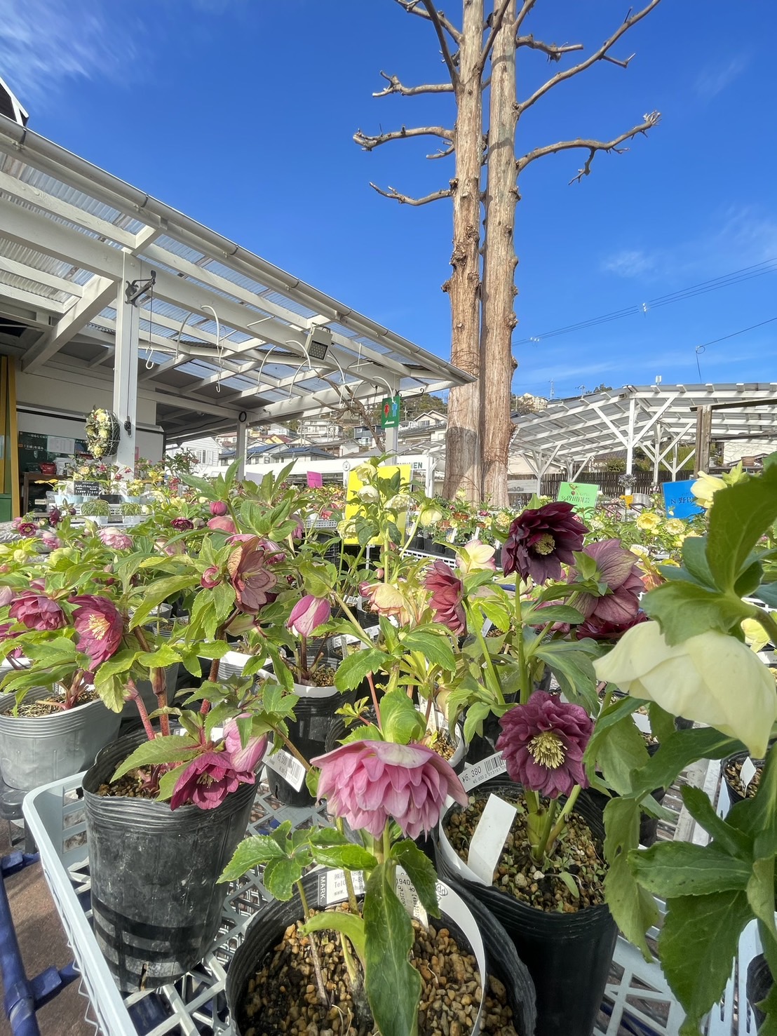 1月17日から2月11日まで山本の「陽春園」でクリスマスローズフェア開催。1月18日には栽培のプロから寄せ植えや栽培方法を学ぶ魅力的な講座あり。（予約受付中）