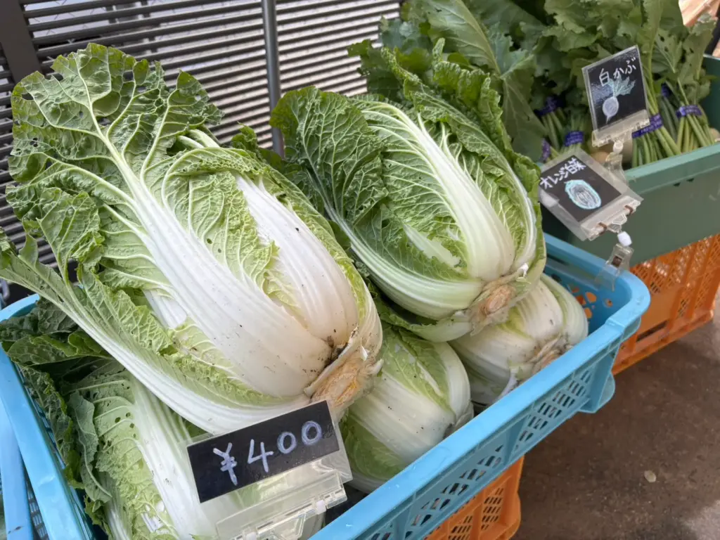 小山農園のオレンジ白菜