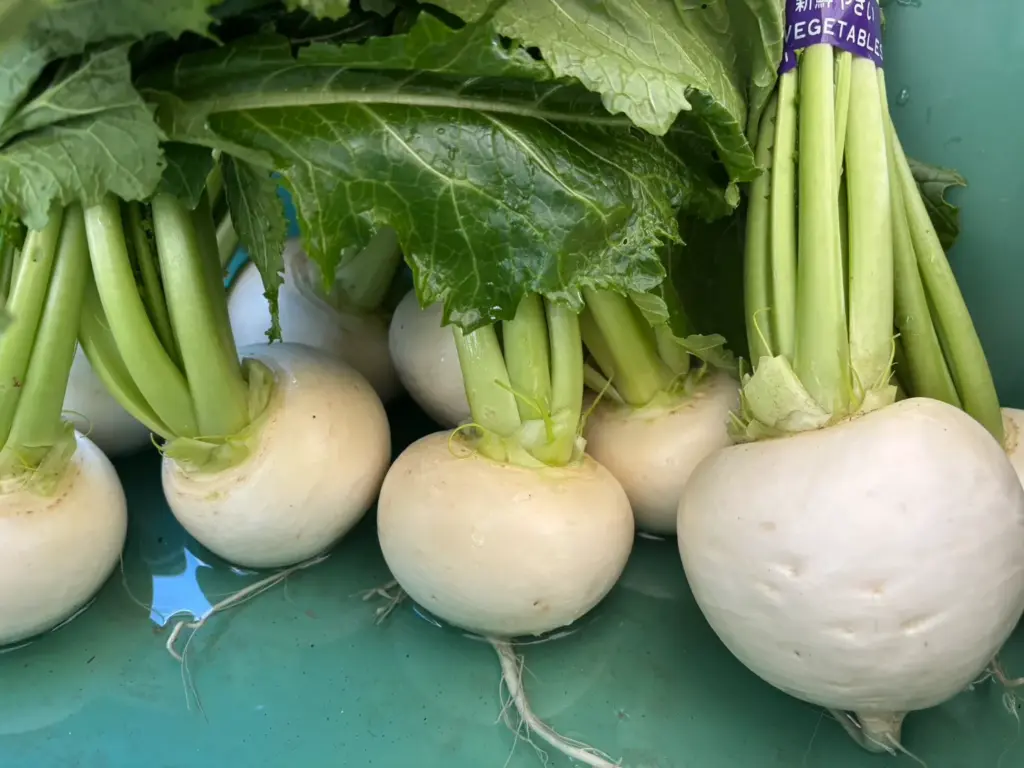 小山農園の白カブ