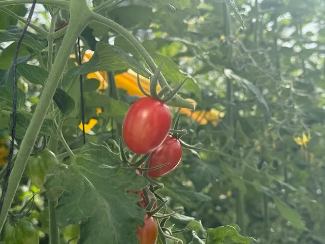 トマリエのミニトマト