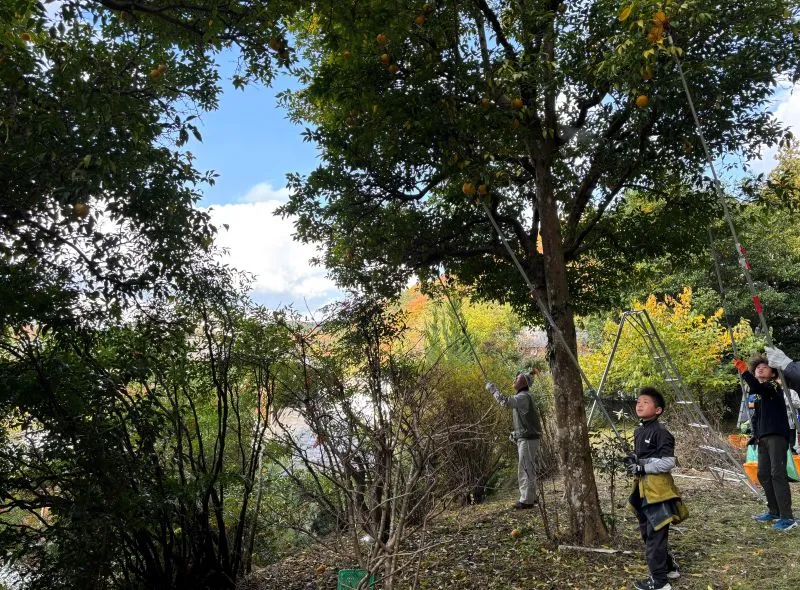 ゆず収穫サポーター6