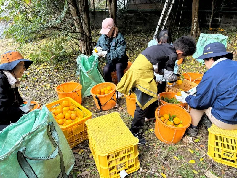 ゆず収穫サポーター5