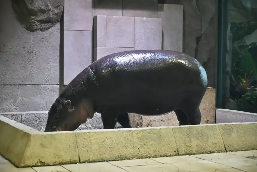 万博記念公園 ニフレル 9