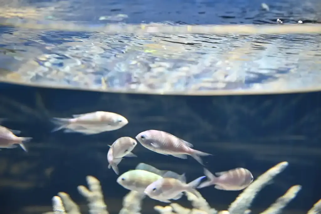 万博記念公園 ニフレル 3