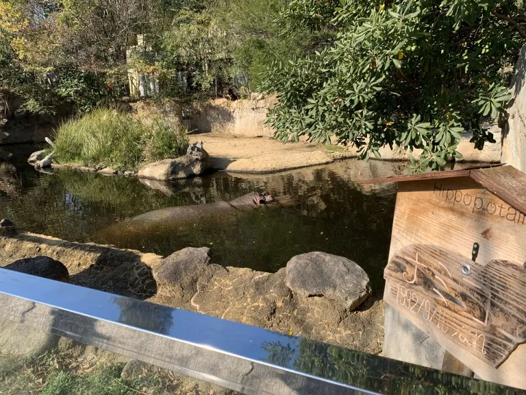 王子動物園　カバ2