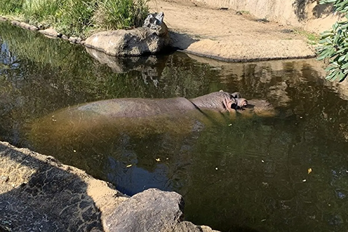 灘区「王子動物園」12/23（火）はカバの出目男バースデーベント！