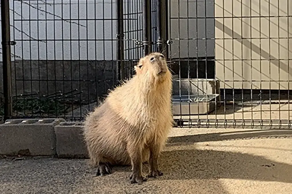 王子動物園　カピバラ1