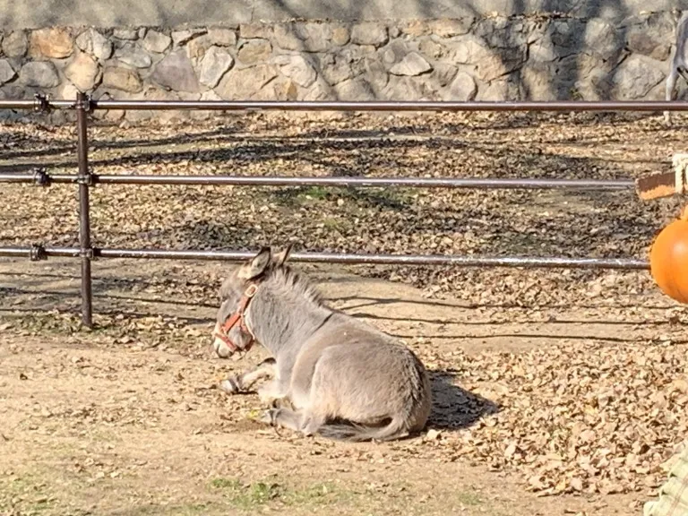 王子公園　ロバ