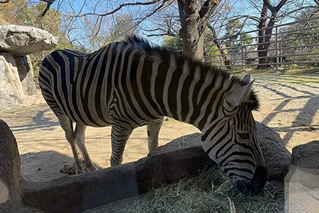 王子公園　シマウマ