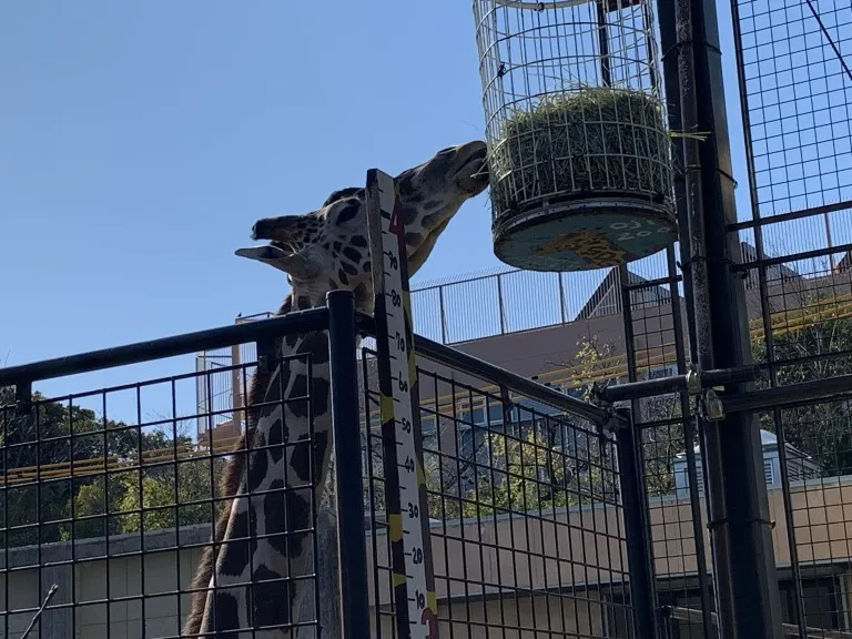 王子動物園 キリン