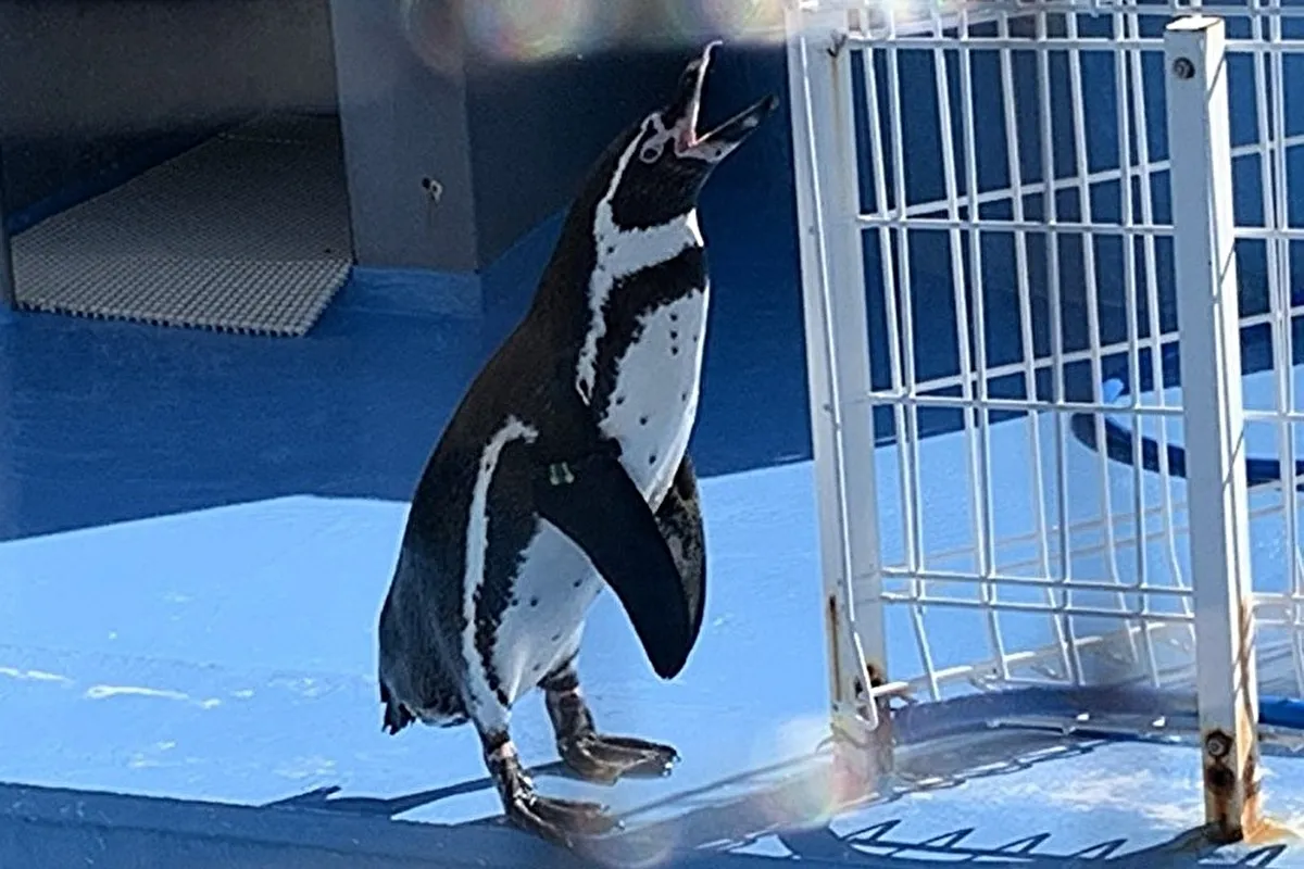 灘区「王子動物園」1/2（金）～4（日）各日先着1,000家族にカレンダープレゼント！