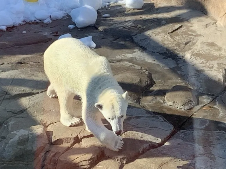 王子動物園 シロクマ