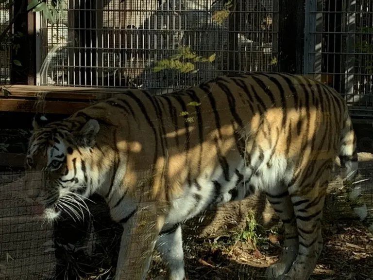 王子動物園 トラ
