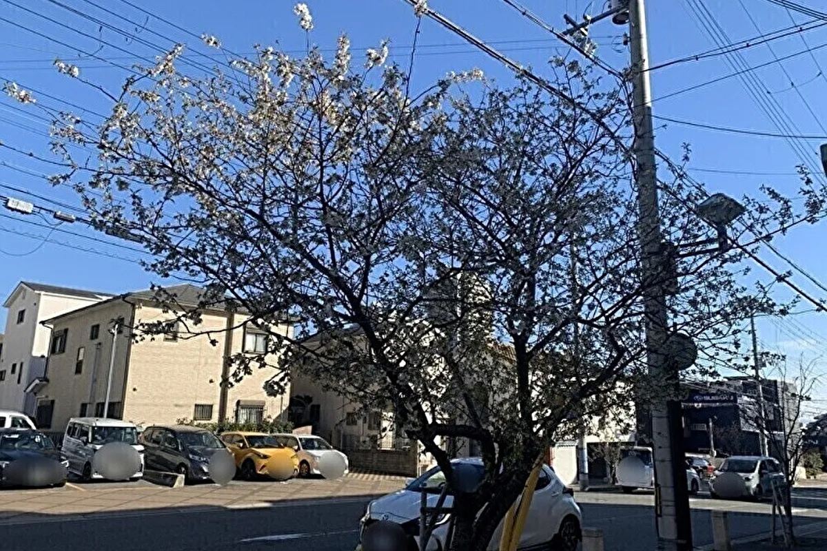 12月なのに灘区六甲町「六甲交番」隣の桜が開花している⁉