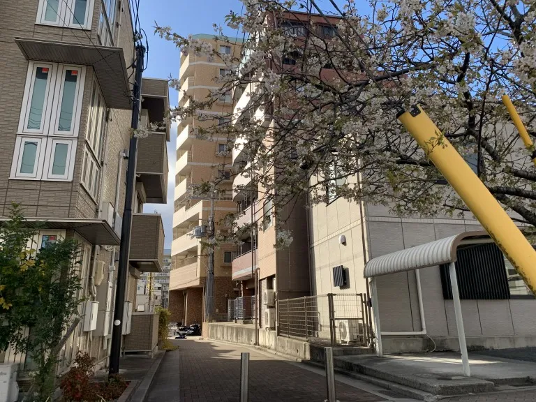 六甲交番前の桜2