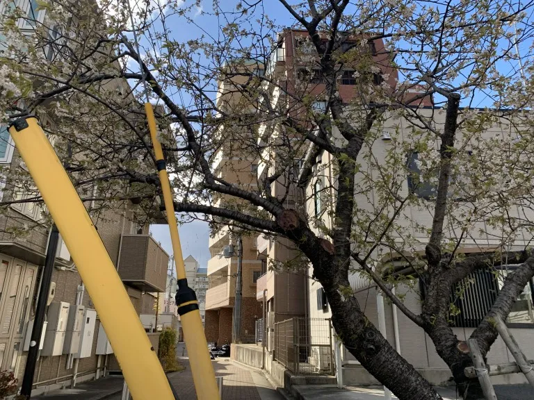 六甲交番前の桜3