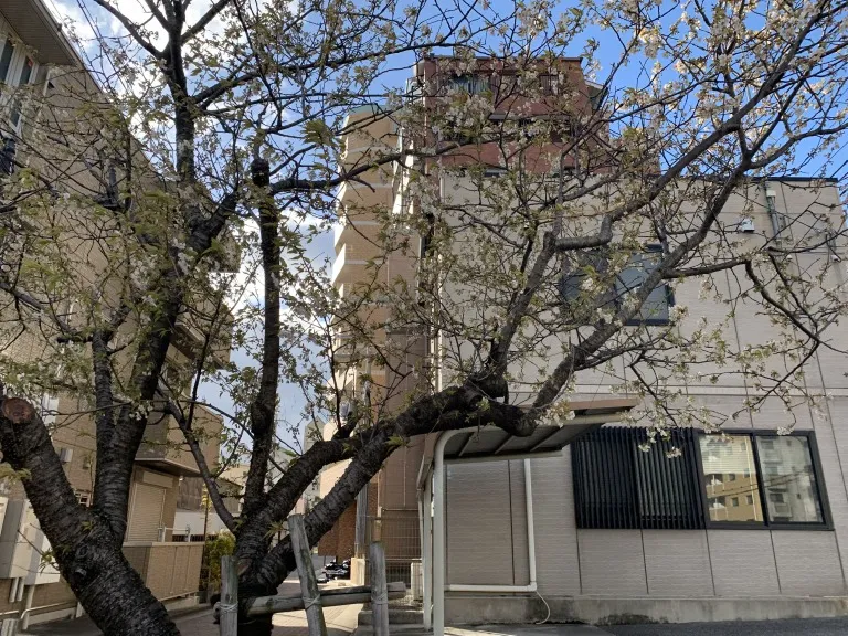 六甲交番前の桜4