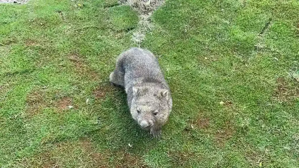 五月山動物園　ウォンバット10