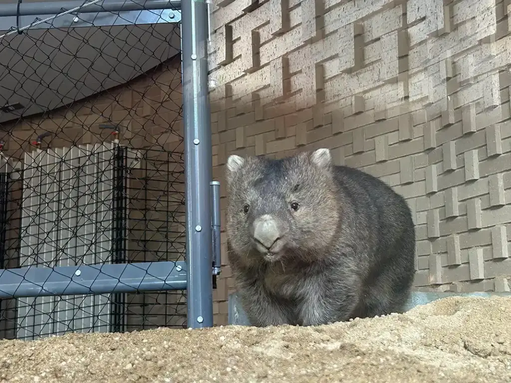 五月山動物園　ウォンバット12