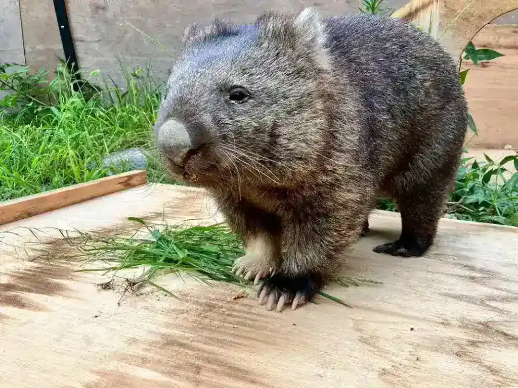 五月山動物園２