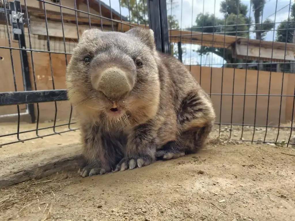 五月山動物園　ウォンバット14