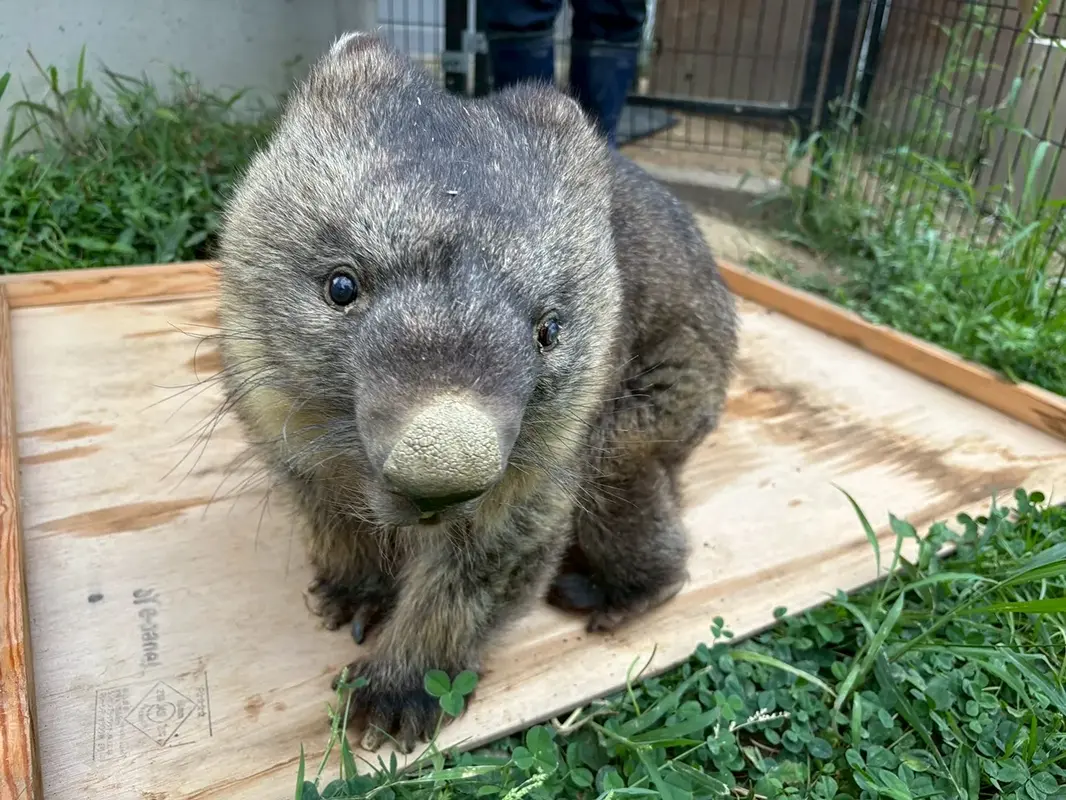 日本で2番目に小さい動物園「五月山動物園」で暮らすウォンバッってどんな動物？
