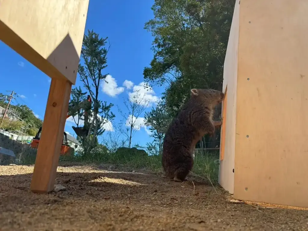 五月山動物園　ウォンバット8