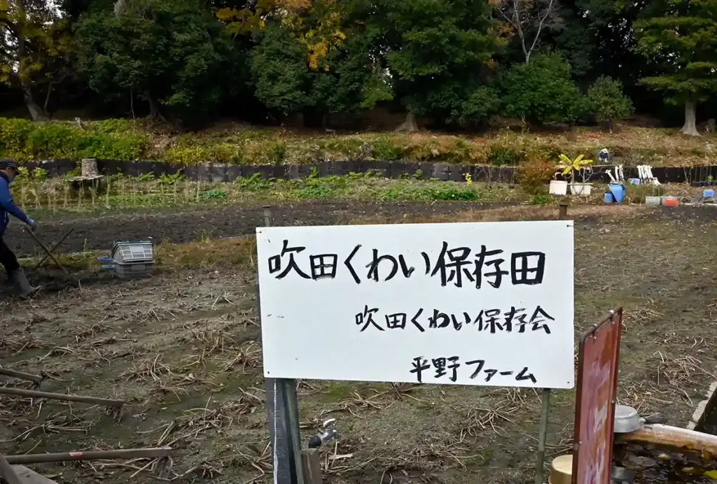 吹田くわい保存田