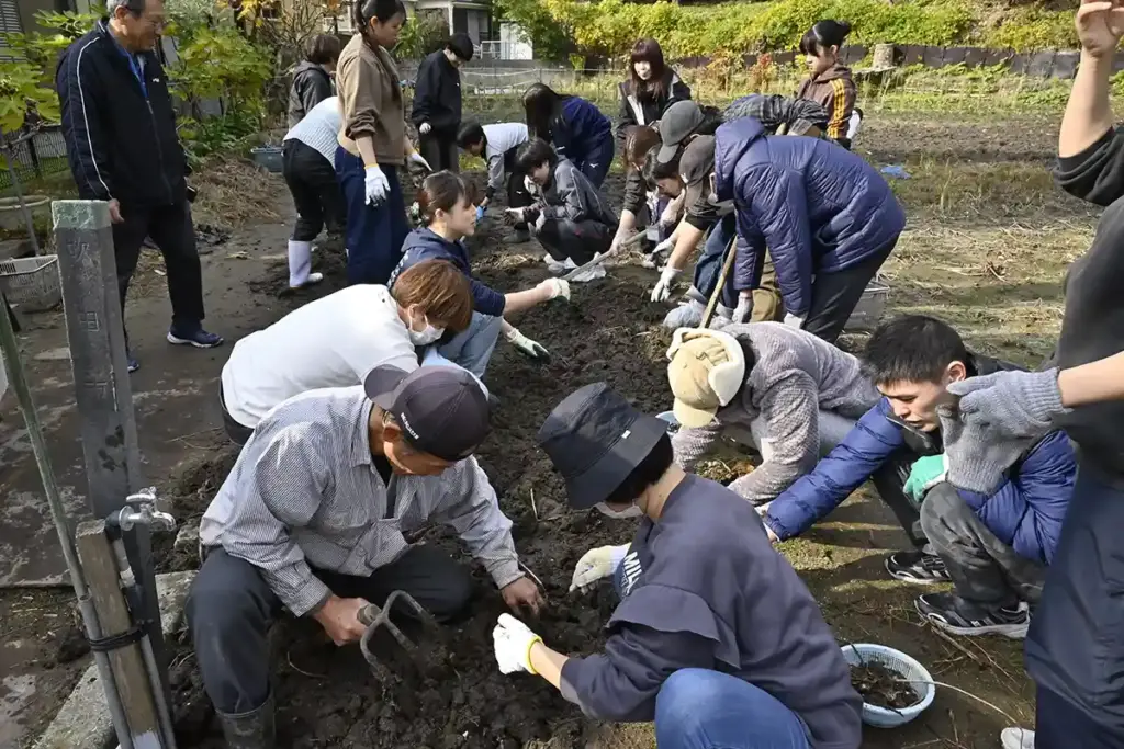 吹田くわい収穫体験5