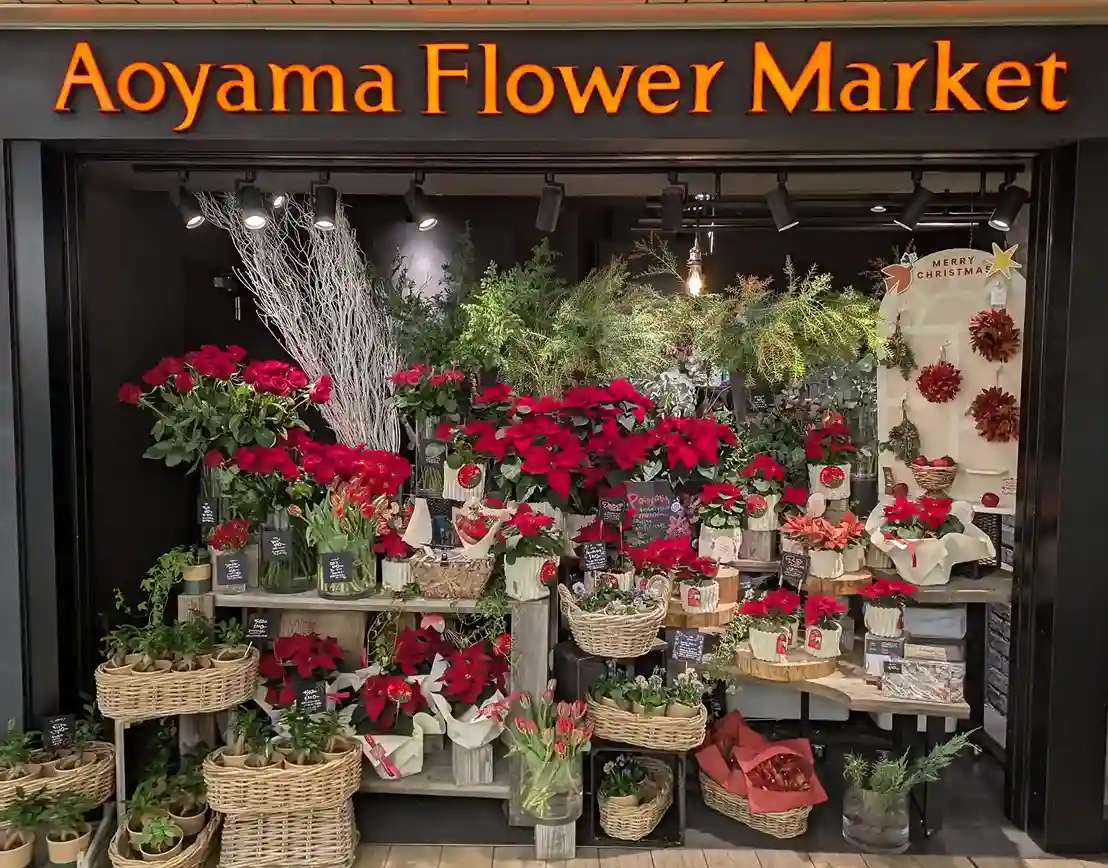 高槻市駅構内にクリスマスシーズンを彩る真っ赤なお花！