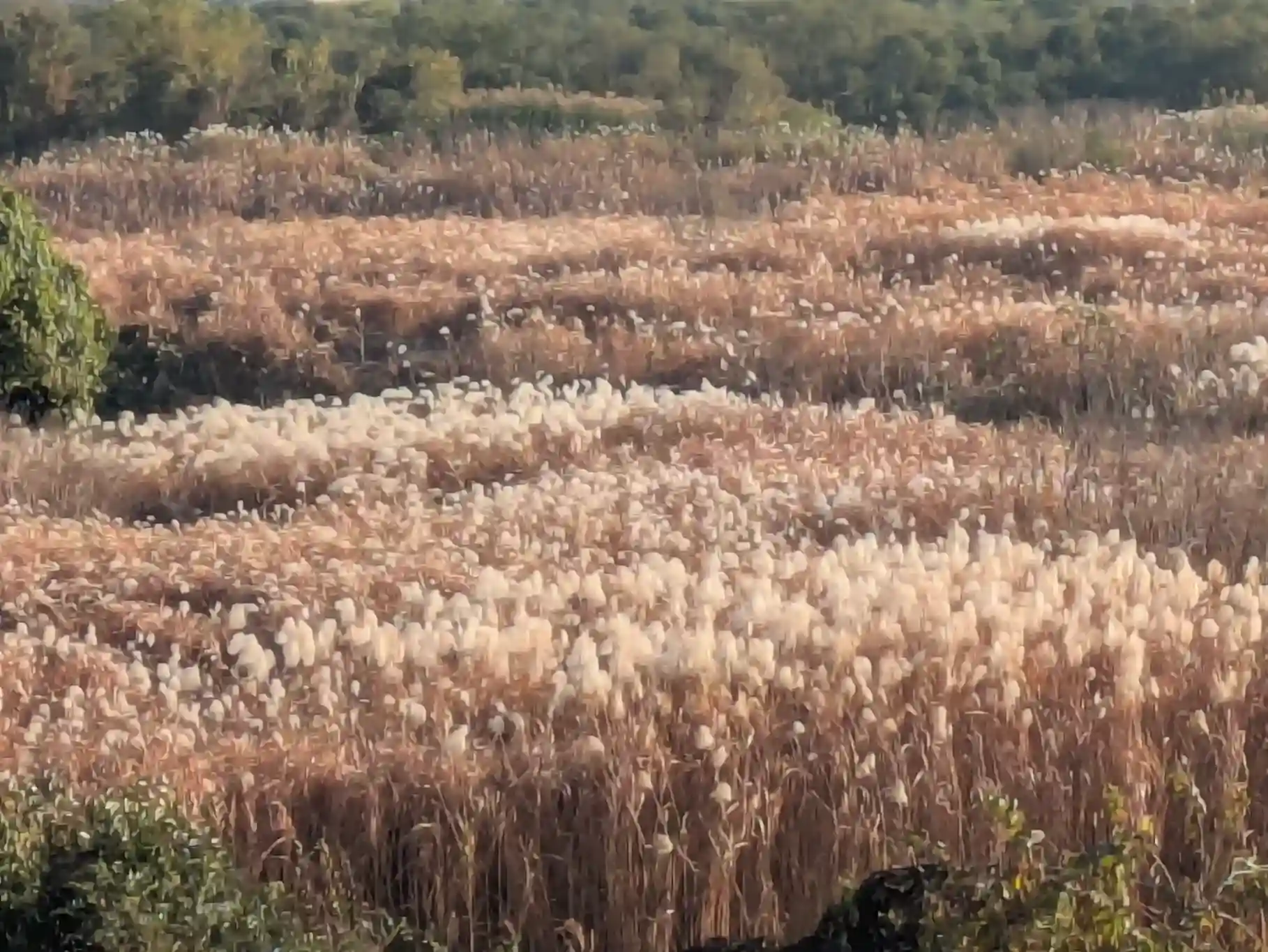 黄金色に輝く鵜殿のヨシ原／風に揺れて奏でられる音色にも耳を傾けて