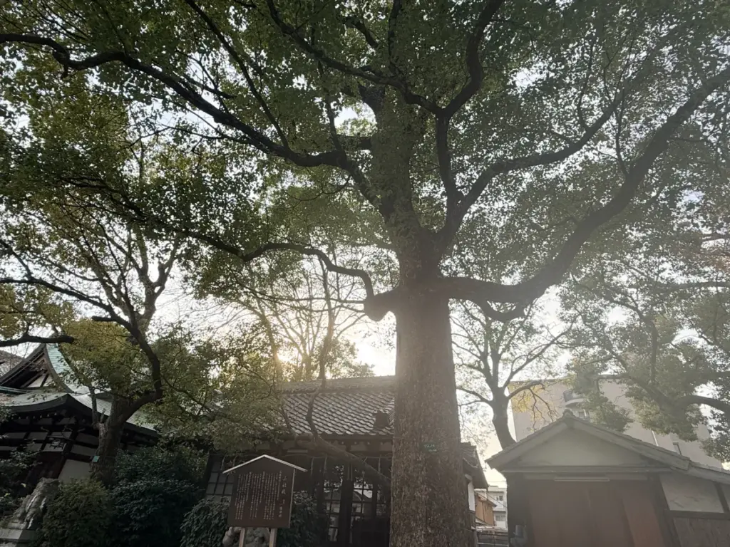「難波八幡神社」のご神木