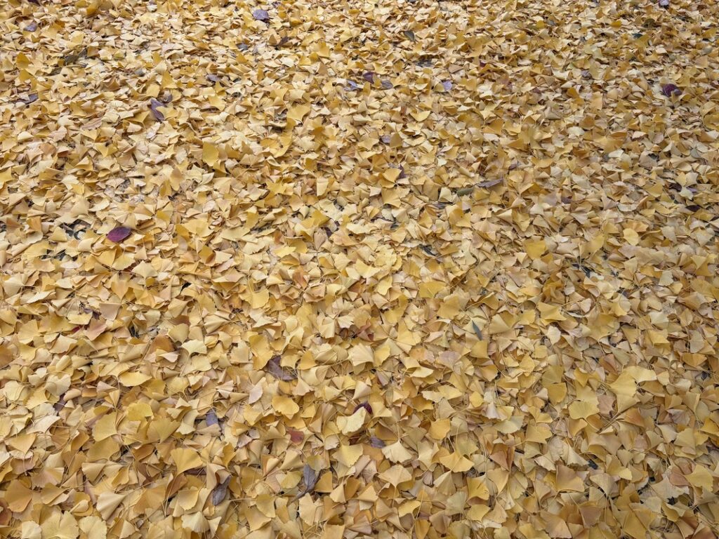 一面がイチョウの葉の地面