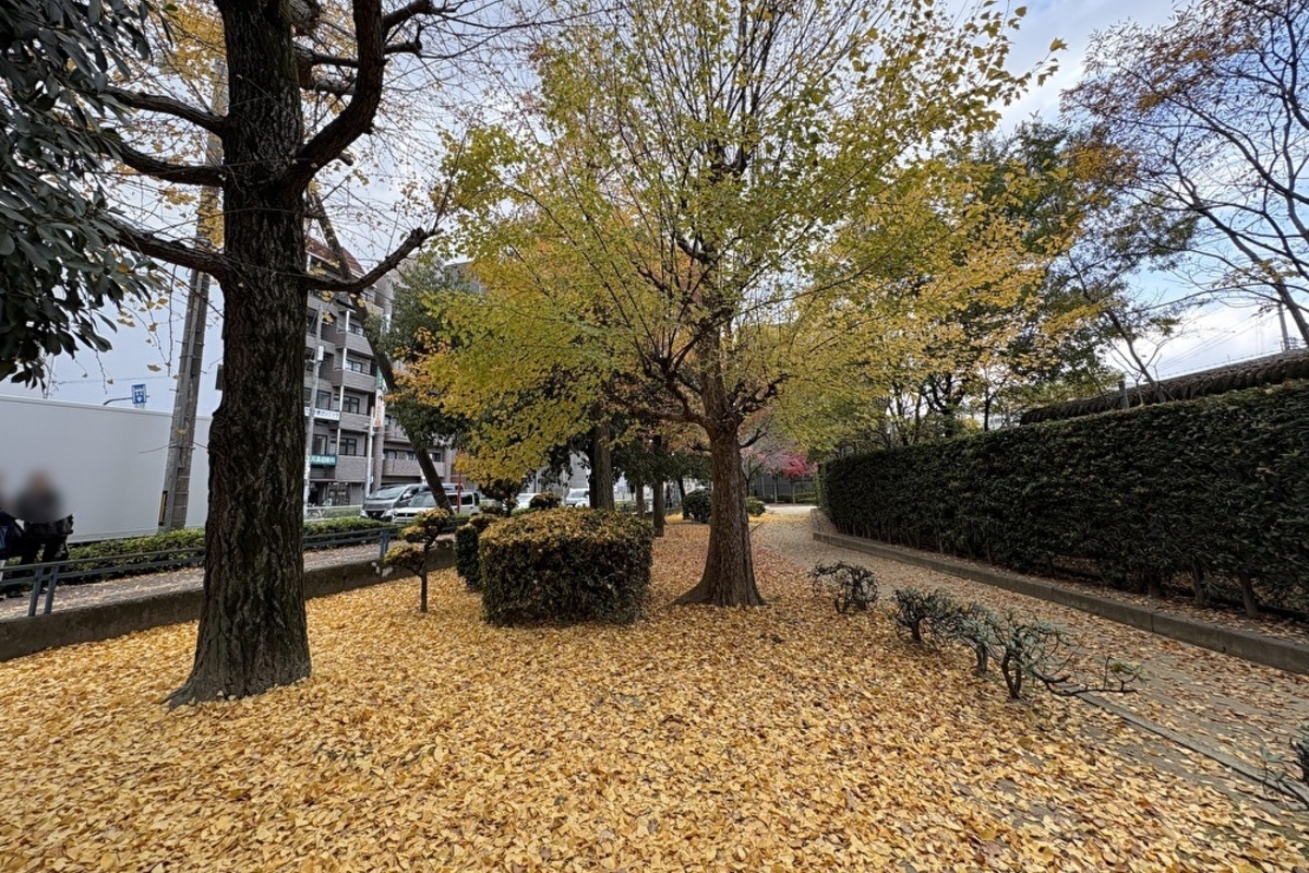 東淀川区瑞光に立つ「瑞光寺」で幾重にも積もった紅葉の絨毯を発見！