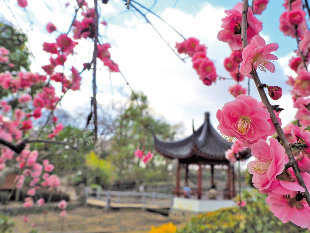 阪急・のせでん合同ハイキングが2月21日（土）開催！寒梅ほころぶ早春のまちあるき