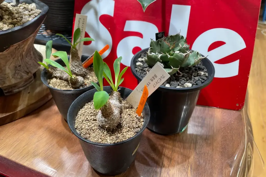 マダガスカル原産の植物も一部セール対象