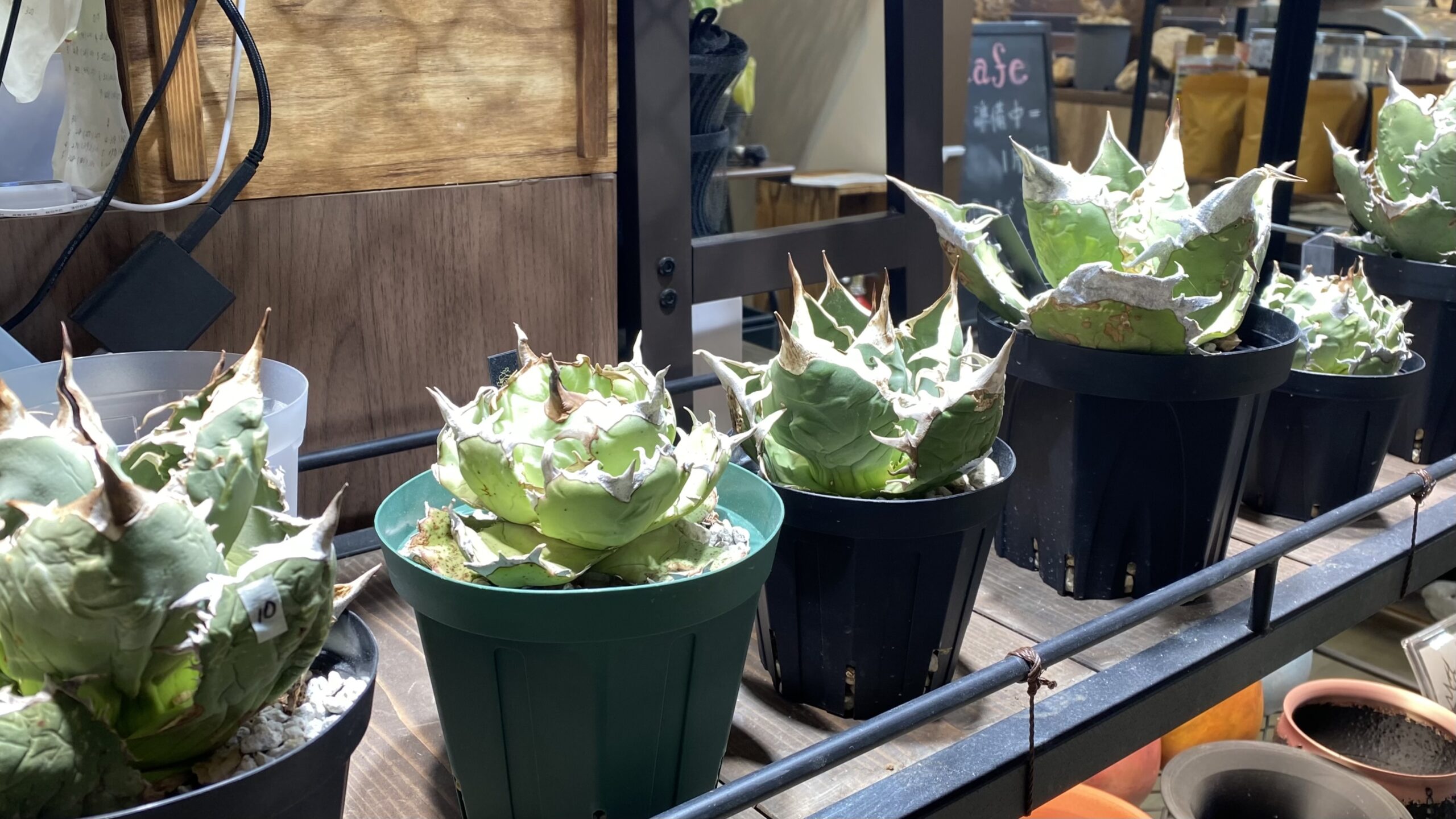 異国の植物と出会う場所♪桂「coco Plants&Green」で感じる、ニッチな植物と人の温かさ