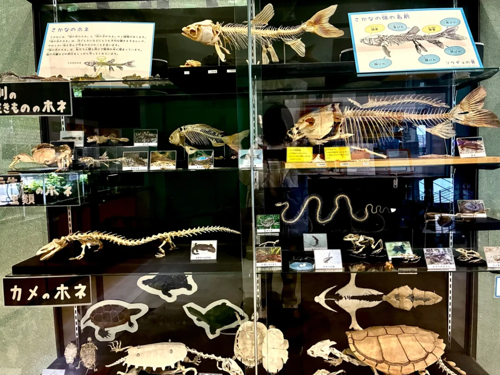 アクアピア芥川、標本