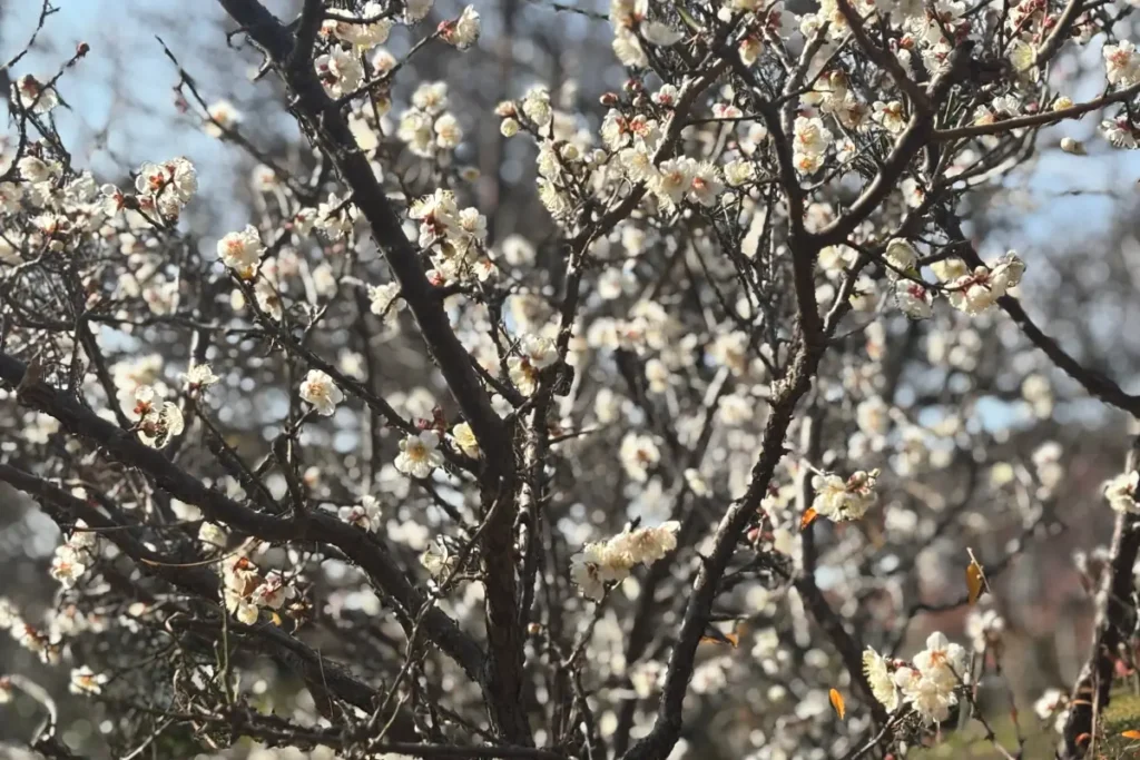 「南高梅」という白梅