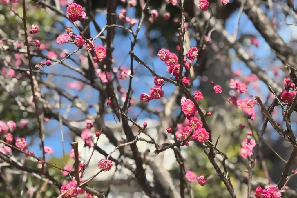 「紅千鳥」という紅梅