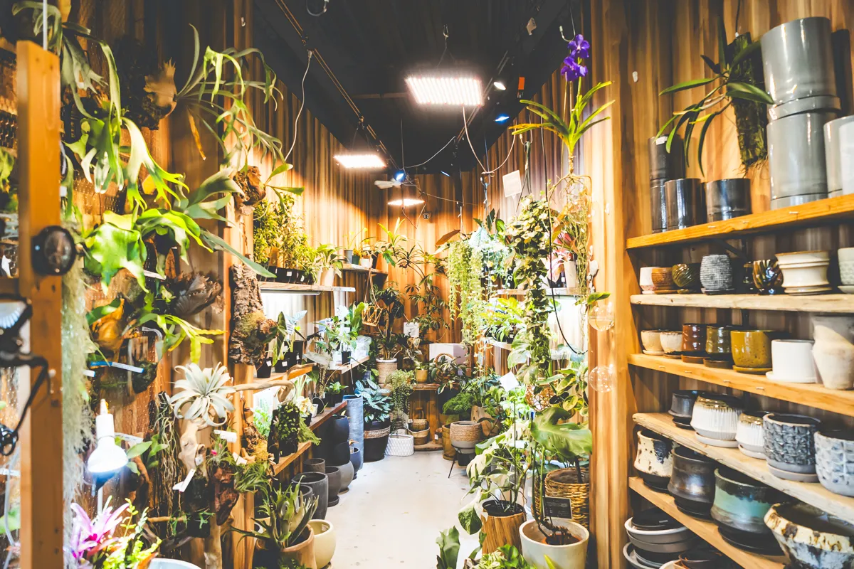 豊中 岡町｜観葉植物専門店「base plantz」植物のことで困ったらここへ！
